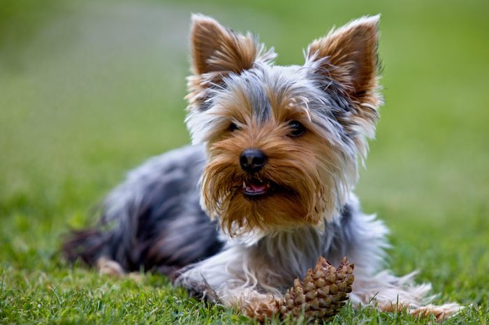 Yorkshire terrier and cone