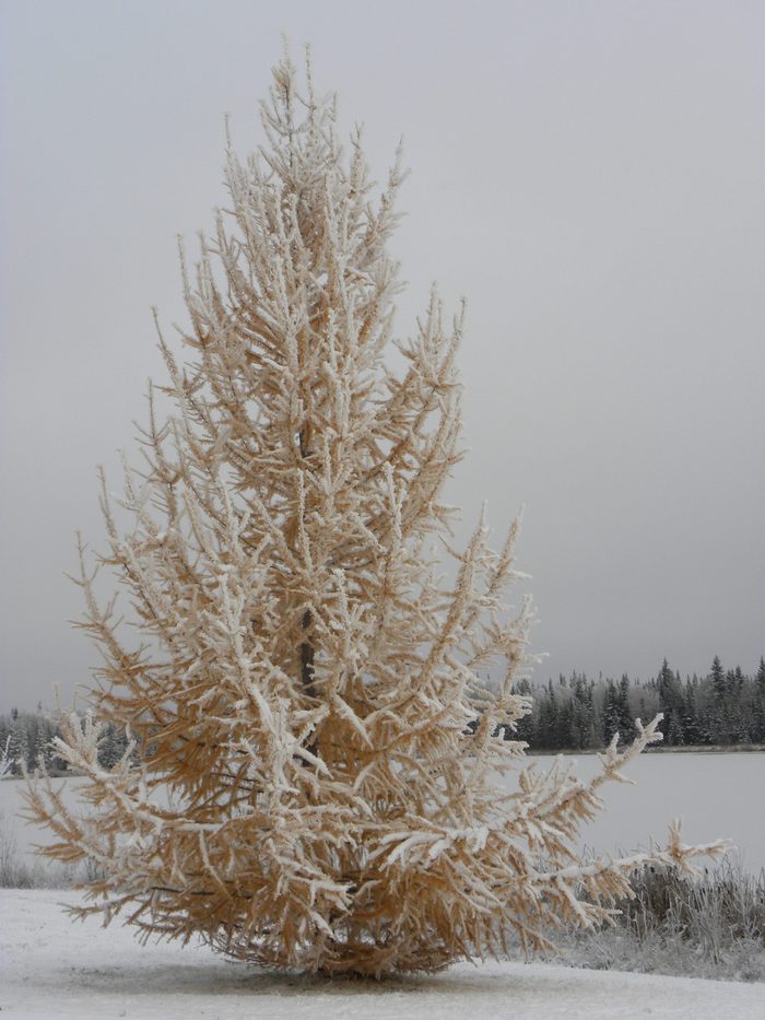 alaska color changing tree snow