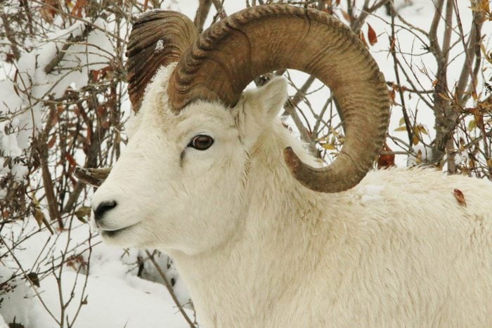 denali National Park the dall sheep