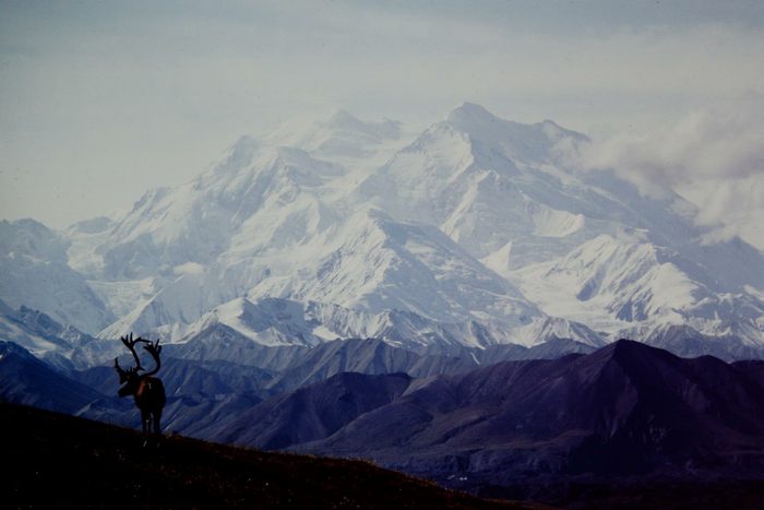Denali National Park, with caribou in foreground.