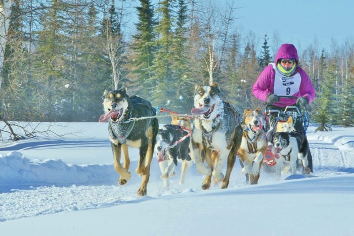 Dog Mushing in Alaska is the State sport