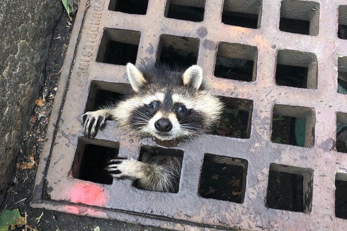 newton fire department saves raccoon
