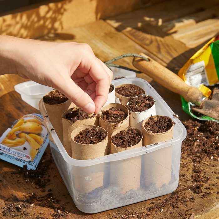HH Handy Hint Plant seeds in toilet paper tubes