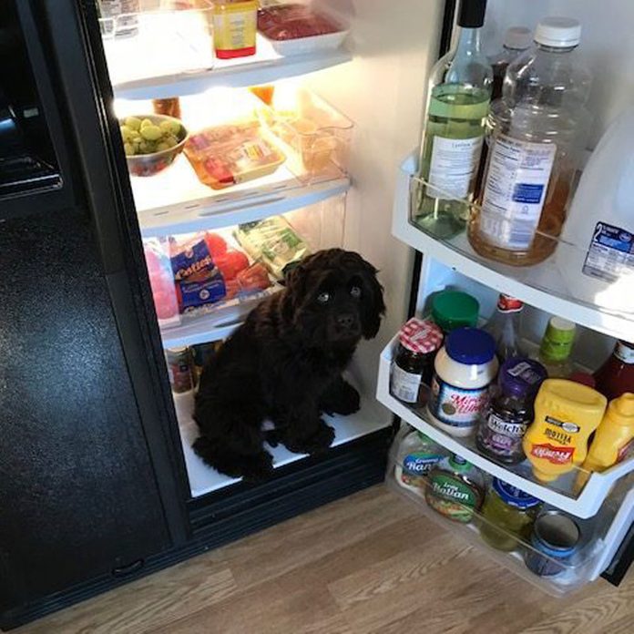 dog sitting in the open refrigerator