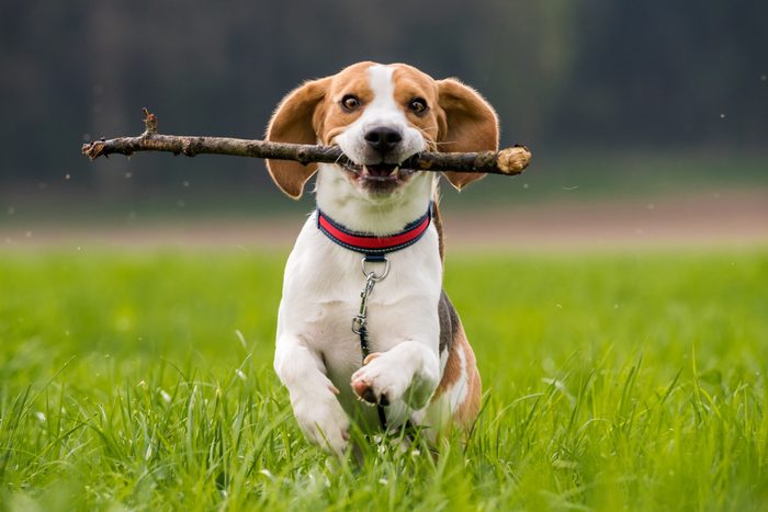 Dog Beagle with a stick on a green field during spring runs towards camera
