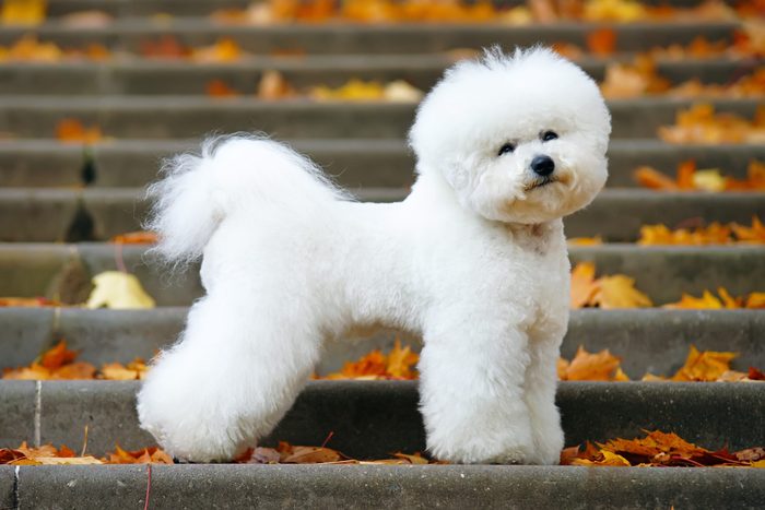 Adorable Bichon Frise dog with a stylish haircut staying on the stairs in autumn park