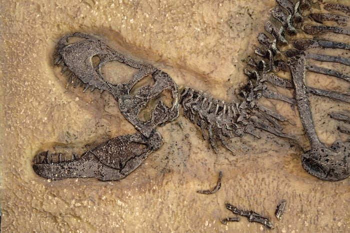 Tyrannosaurus rex fossil, Close up with selective focus. T.rex was one of the largest meat-eating dinosaurs that ever lived, the ultimate predator.