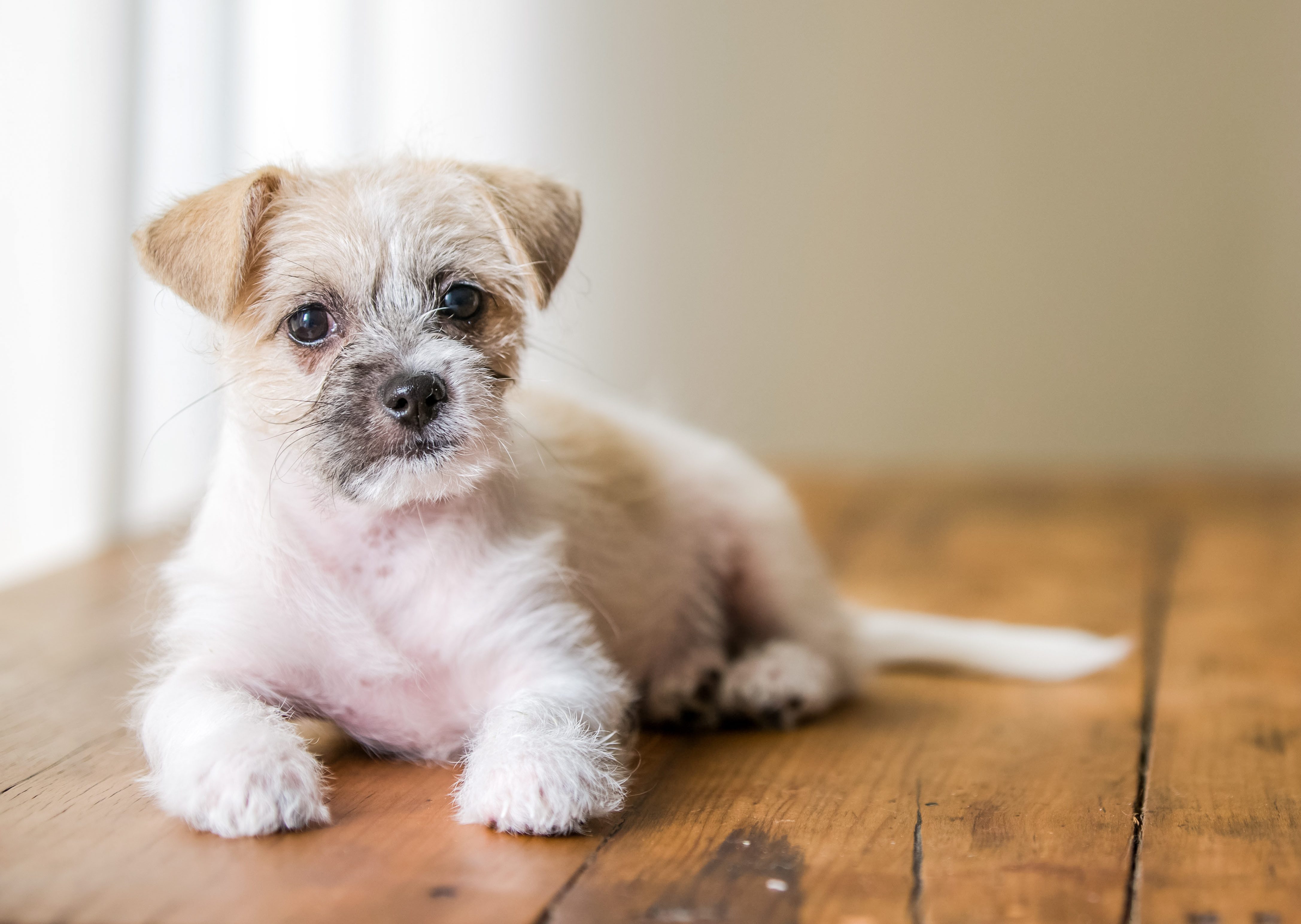 Young white cute puppy sitting on brown wooden floor