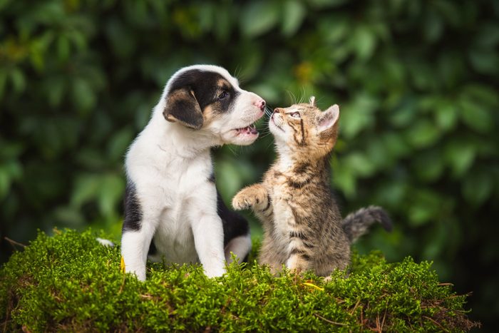 Little puppy playing with a little tabby kitten