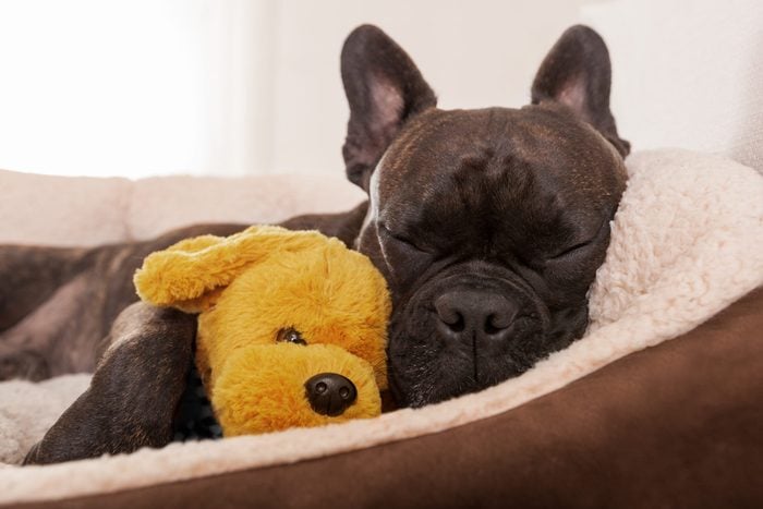 french bulldog dog having a sleeping and relaxing a siesta in living room, with doggy teddy bear