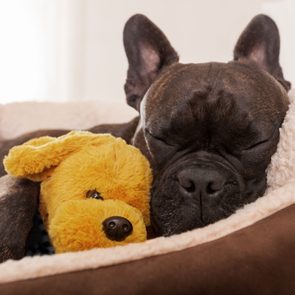 french bulldog dog having a sleeping and  relaxing a siesta in living room, with doggy teddy bear