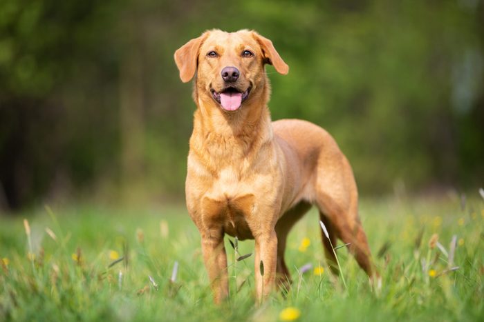 Pure breed Labrador Retriever dog from working line