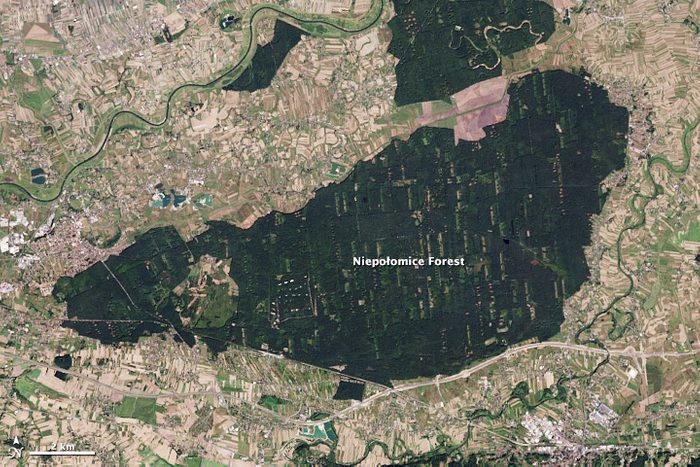 royal forest nasa from space