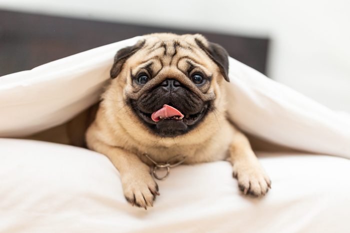 Cute pug dog breed lying in blanket on white bed in bedroom smile with funny face and feeling so happiness after wake up in the morning,Healthy Purebred dog Concept