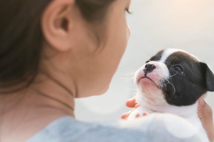 new born half french bulldog puppy looking on cute female asian Thai girl kid teen face while she talking with copy space pet and animal mental healthcare therapy concept