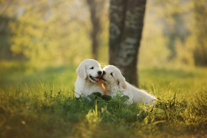 two Golden Retriever puppys runs on grass and play. outside