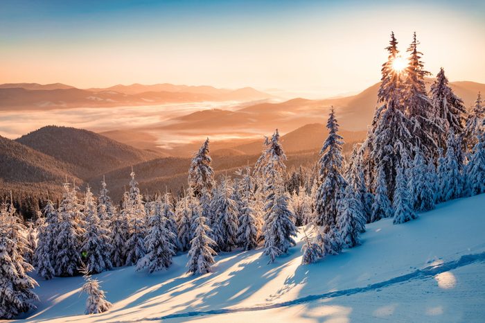 Impressive winter scene of Carpathian mountains with snow covered fir trees. Spectacular outdoor scene of moumtain forest. Beauty of nature concept background.