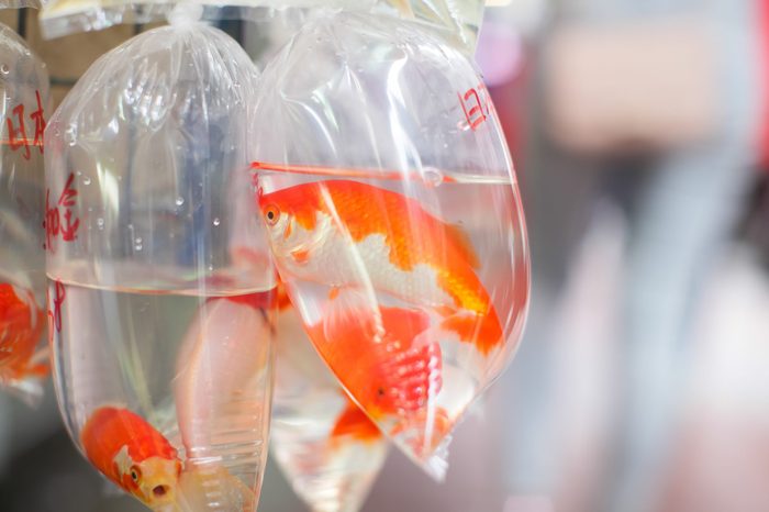 Goldfishes and different fishes for aquarium in plastic bags hanged on the wall in a pet shop selling in Hong Kong. Hong Kong is popular tourist destination of Asia.