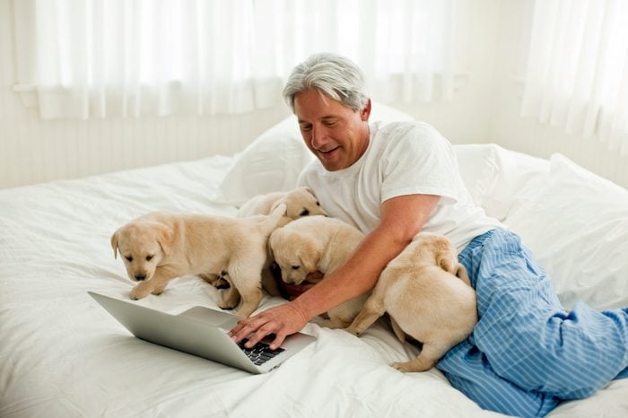 Middle aged man surrounded by Labrador puppies while lying on his bed and using his laptop.