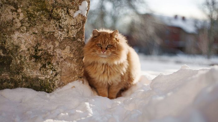 when is it too cold for cats to go outside cat in snow