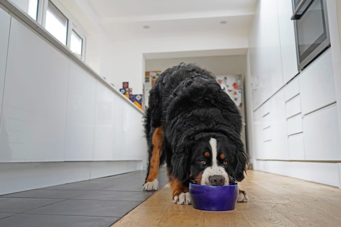 Bernese Mountain Dog eating out of blue bowl. The dog looks alert, guarding his food. 