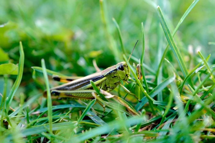 beautiful green grasshopper in a green grass