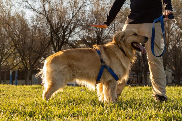 A dog trainer training a golden retriever dog at a park