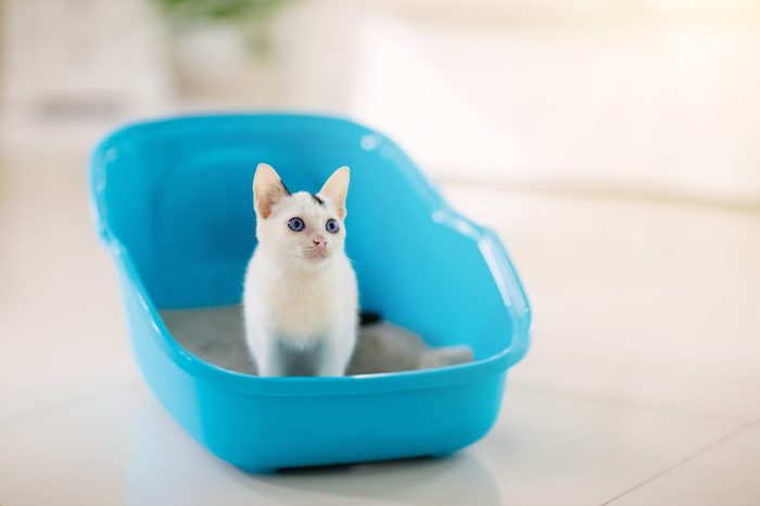 Cat in litter box. White little kitten in toilet with sand filler. Home pet care and hygiene. Potty training for young animal. Litterbox for cats.