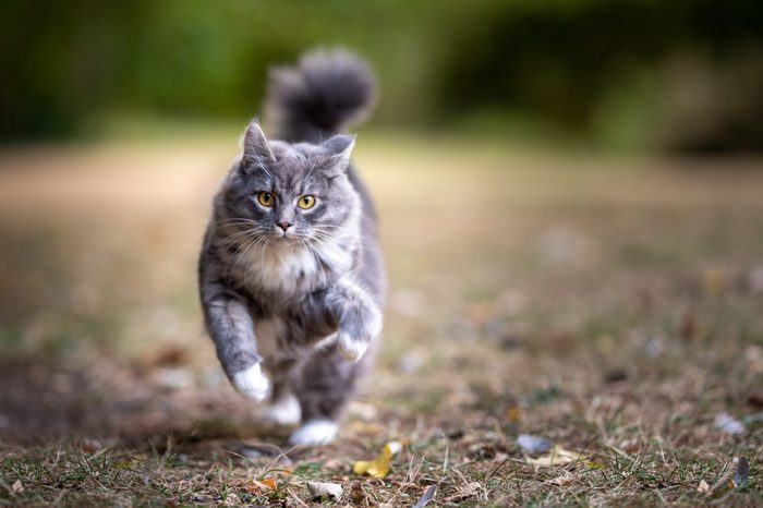 playful blue tabby maine coon cat running towards camera at high speed looking ahead outdoors in the back yard