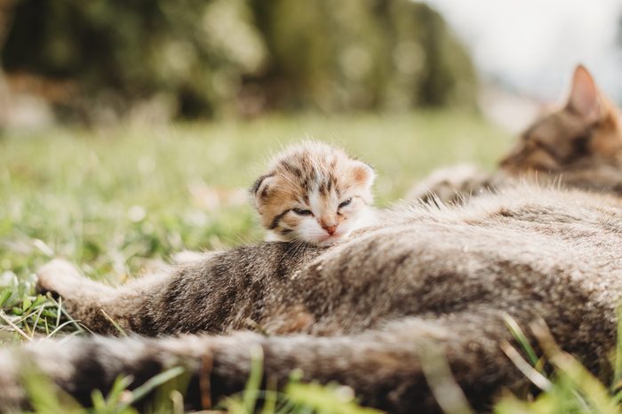 mother cat with her kitten baby outdoors in a sun
