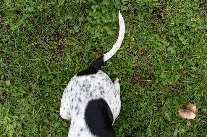 a dog's tail viewed from above in a green meadow
