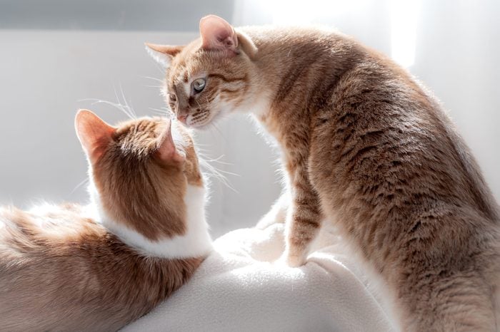 two cats kiss good afternoon