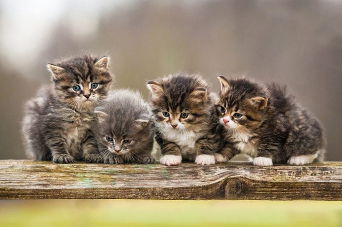 Four little kittens sitting on the fence 