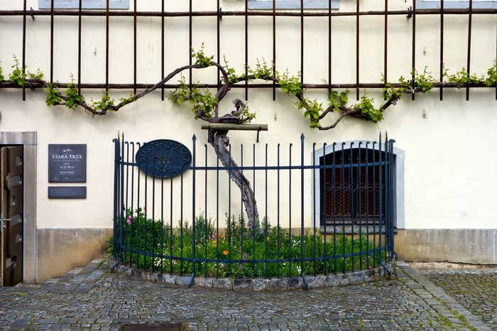 Oldest vine in the world in Maribor, Slovenia