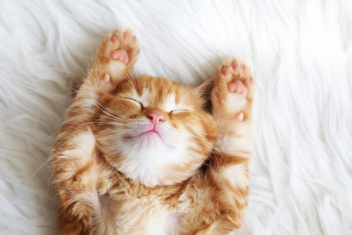 orange kitten stretch