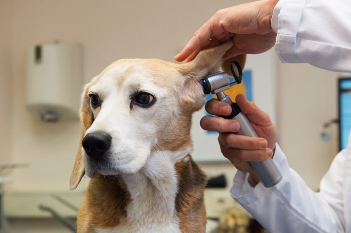 Ear examine by the veterinarian