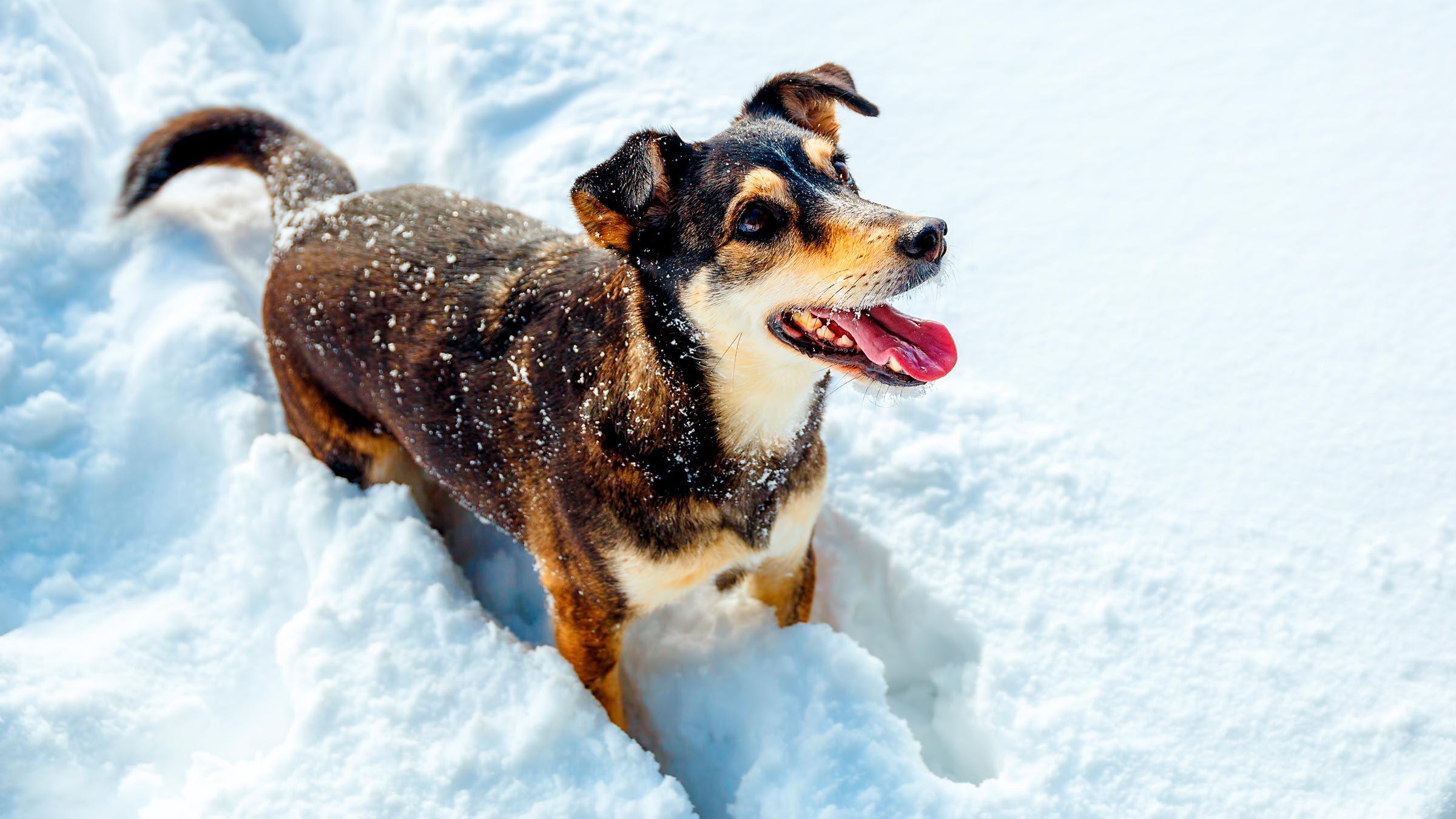When Is It Too Cold for Dogs to Go Outside? | Reader's Digest