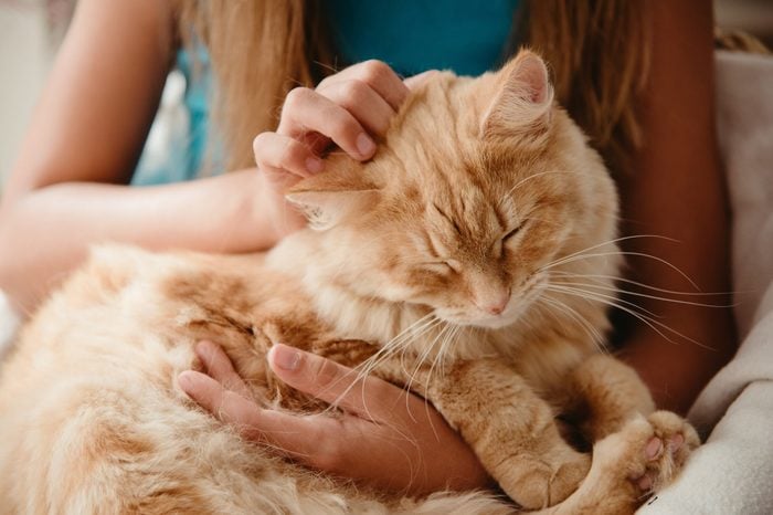 You Do That Your Cat Hates | Reader's Digest