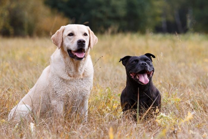 Two dogs of various breeds sitting on autumn meadow