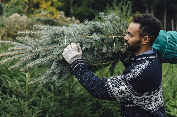 Young adult man choosing a Christmas tree at the farm outdoors