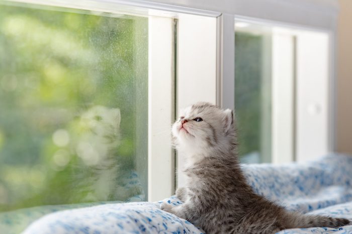 Close up of cute kitten sit near window and waitting in cat cafe Tokyo Japan