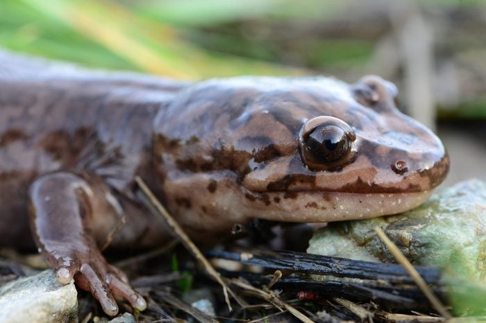 California Giant Salamander Profile