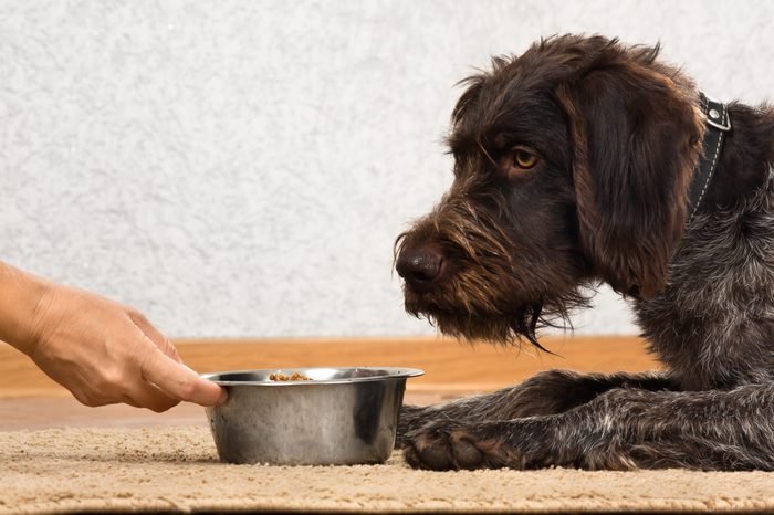 dog waiting a food and hand of woman holding a bowl with food