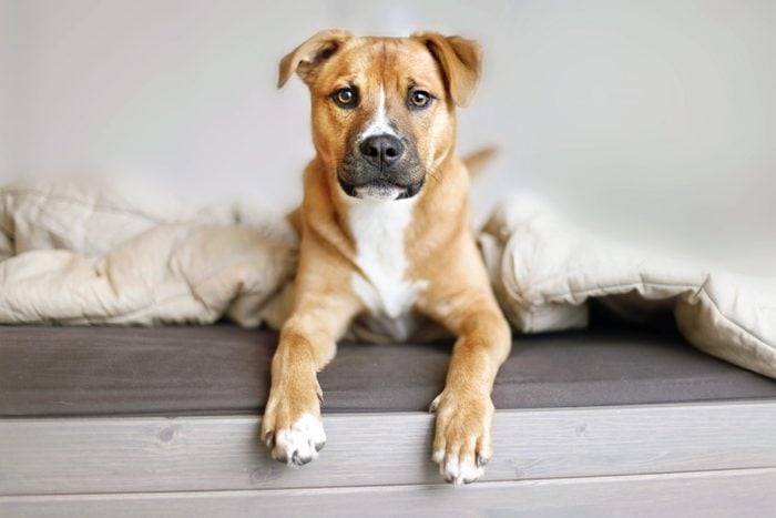 Best Short-Haired Dogs for Your Family | Reader's Digest