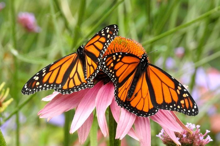 Two Monarch Butterflies with wings spread on a Pink Cone Flower