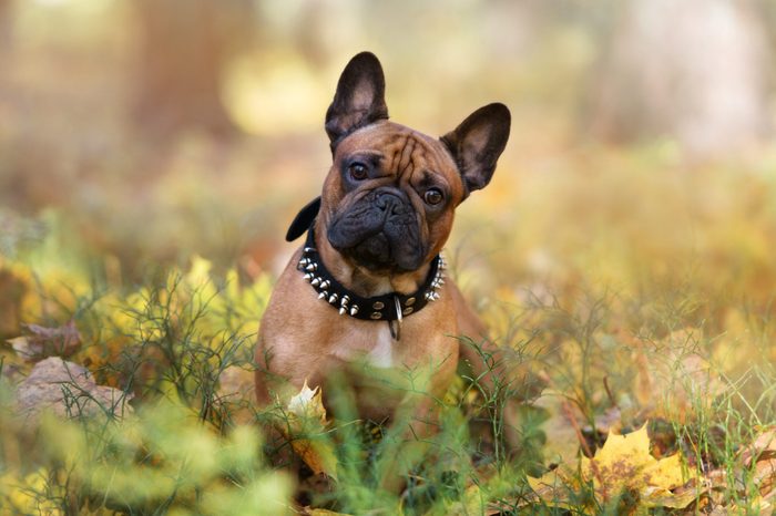 adorable french bulldog dog posing in an autumn forest