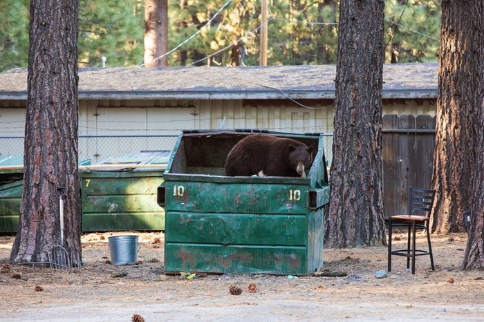 bear in dumpster