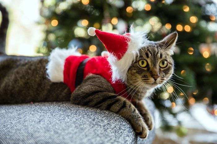 Adorable tabby cat in a Santa costume