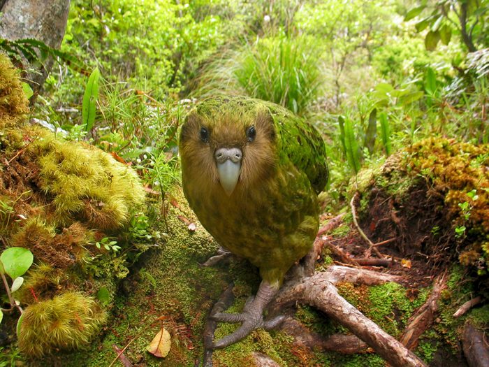 Only to be used as part of a set - not an individual picture. Photographer must be credited or 'The World's Rarest Birds' mentioned. Mandatory Credit: Photo by Shane McInnes/Shutterstock (1275599c) A Kakapo flightless parrot taken by Shane McInnes in New Zealand Some of world's rarest birds captured on camera - 25 Jan 2011 These remarkable pictures reveal some of the world's rarest birds - which have only ever been photographed by a handful of people. The unique shots were captured by patient photographers who travelled to some of the remotest places on the planet and spent weeks behind the lens. They are all winning entries in an international competition to secure images of the 566 most threatened birds on Earth. They are to be featured in a new book, The World's Rarest Birds, which aims to highlight the plight of these endangered birds."These are all incredibly rare birds and capturing them on camera shows a huge commitment by each photographer," said Andy Swash, a member of the World's Rarest Project team. "You can't just go out into your back garden and get these shots. These birds live in really remote locations. "Once you have got there you often have to spend hours waiting to see these and getting any image, let alone the one you want, could take weeks or months."