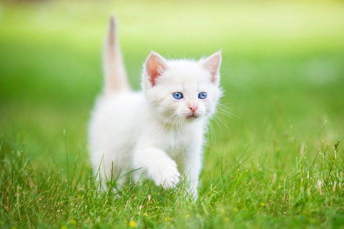 Adorable white kitten with blue eyes walking on the lawn